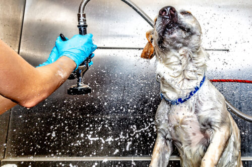 Dog shaking water off following a bath