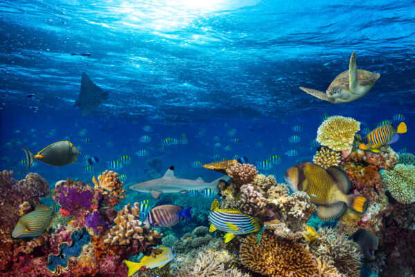 underwater coral reef landscape
